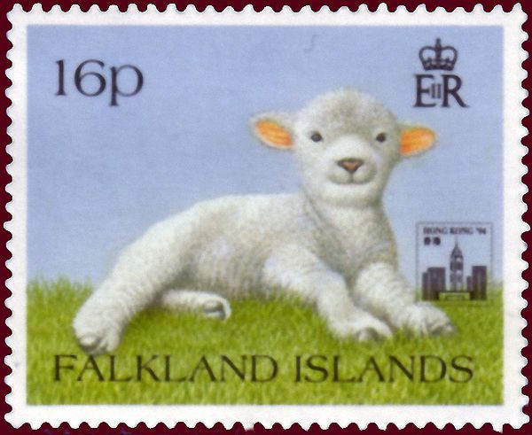 Lamb (Ovis ammon aries)