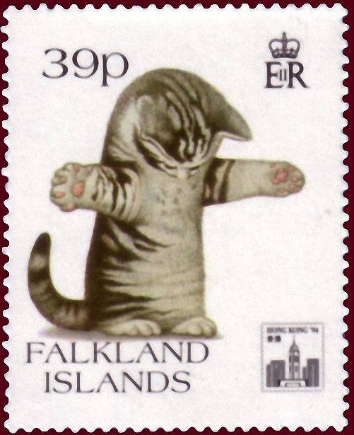 Kitten (Felis silvestris catus)