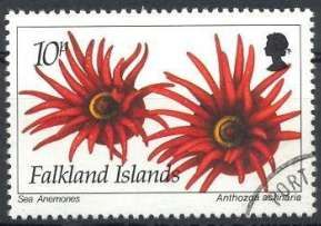 Sea Anemone (Anthozoa actinaria) (See Description)