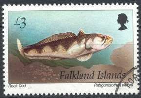Rock Cod (Patagonotothen wiltoni)