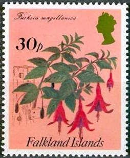 Fuchsia magellanica