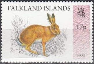 European Brown Hare (Lepus europaeus)