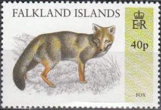 Red Fox (Vulpes vulpes)