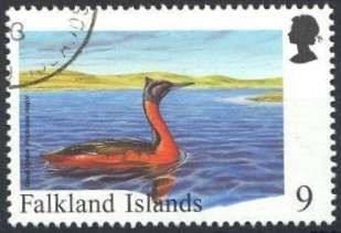 Great Grebe (Podiceps major)