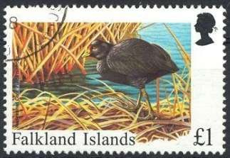 Red-fronted Coot (Fulica rufifrons)