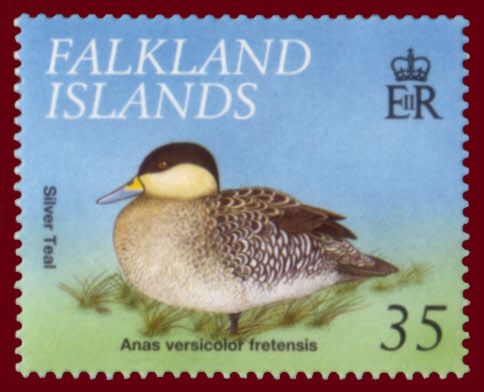 Silver Teal (Anas versicolor fretensis)