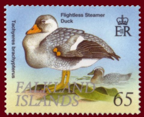 Flightless Steamer Duck (Tachyeres brachypterus)