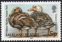 Falkland Flightless Steamer Duck (Tachyeres brachypterus)