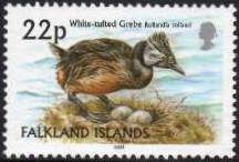 White-tufted Grebe (Rollandia rolland)