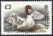 Black-necked Swan (Cygnus melanocoryphus)