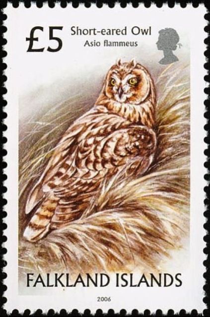 Short-eared Owl (Asio flammeus)