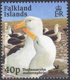 Black-browed Albatross (Thalassarche melanophris)