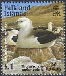Black-browed Albatross (Thalassarche melanophris)