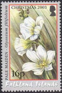 National Flower - Pale Maiden (Olysnium filifolium)