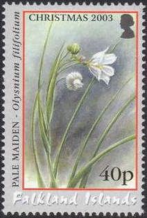 National Flower - Pale Maiden (Olysnium filifolium)