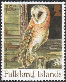 Western Barn Owl(Tyto alba)