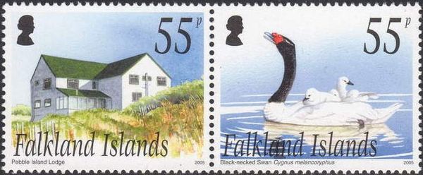 Black-necked Swan (Cygnus melanocoryphus)