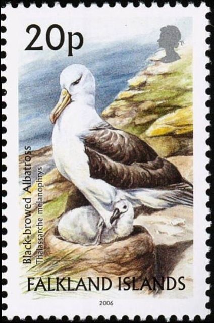 Black-browed Albatross (Thalassarche melanophris)
