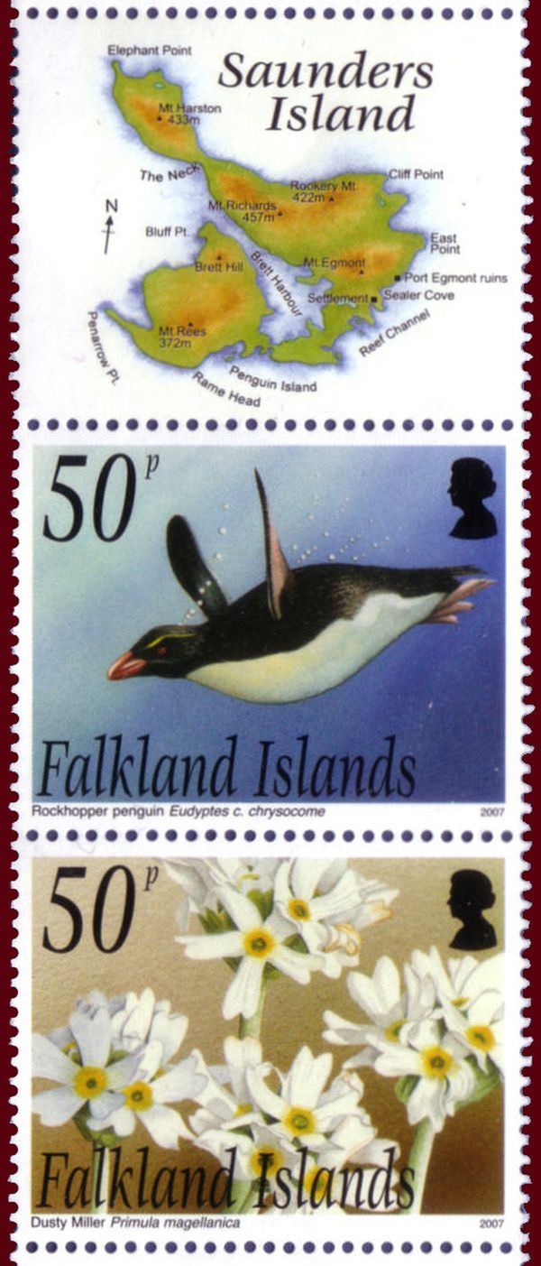 Southern Rockhopper Penguin (Eudyptes chrysocome chrysocome)