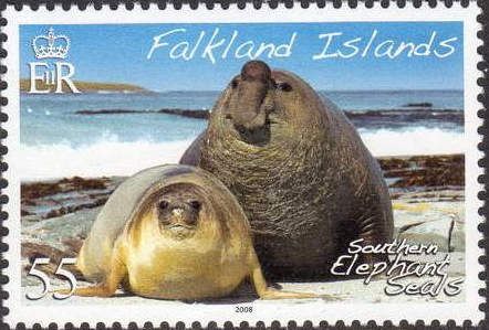 Southern Elephant Seal (Mirounga leonina)