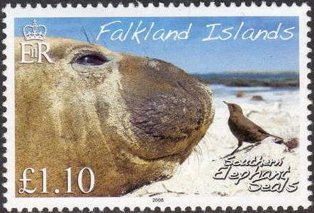 Southern Elephant Seal (Mirounga leonina)