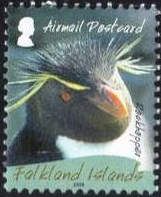 Southern Rockhopper Penguin (Eudyptes chrysocome)