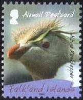 Southern Rockhopper Penguin (Eudyptes chrysocome) - Albino