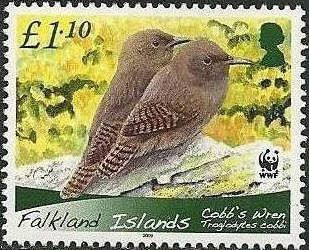 Cobb's Wren (Troglodytes cobbi)