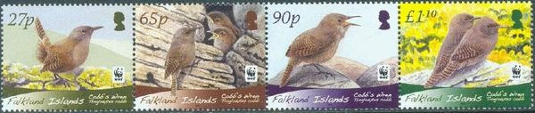 Cobb's Wren (Troglodytes cobbi)