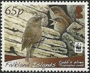 Cobb's Wren (Troglodytes cobbi)