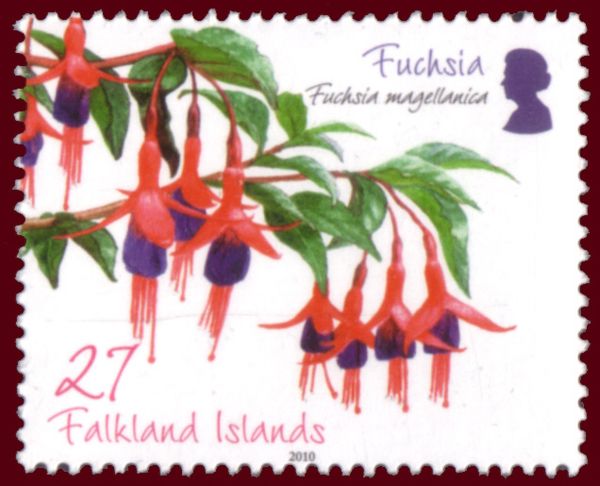 Fuchsia - Fuchsia magellanica
