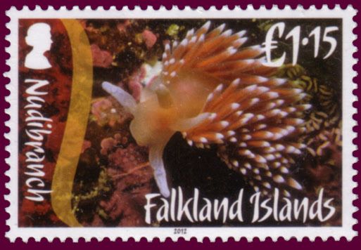 White-tipped Nudibranch (Flabellina falklandica)