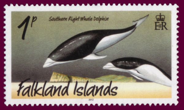 Southern Right Whale Dolphin (Lissodelphis peronii)