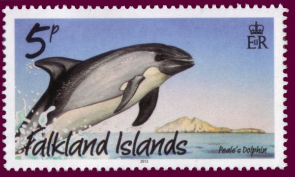 Peale's Dolphin (Sagmatias australis)