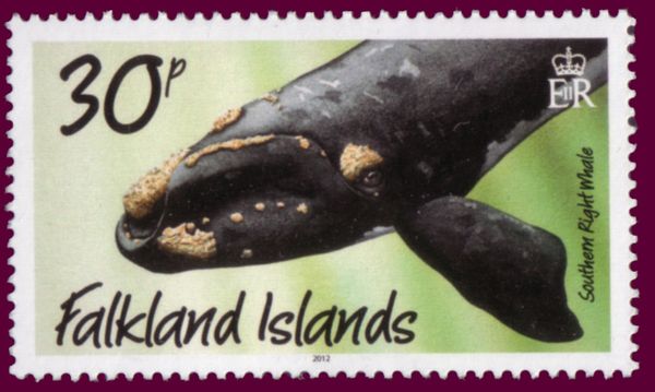 Southern Right Whale (Eubalaena australis)