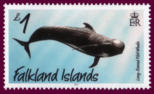 Hourglass Dolphin (Sagmatias cruciger)