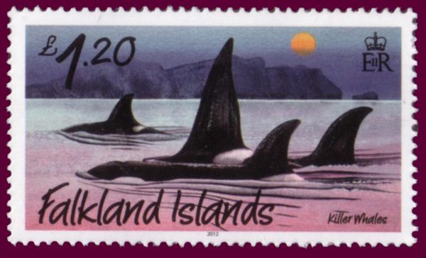 Killer Whale (Orcinus orca)