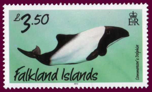 Commerson's Dolphin (Cephalorhynchus commersonii)