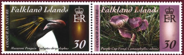 Purple Cap Fungi (Camarophyllus adonis)