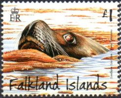 South American Sea Lion (Otaria byronia)