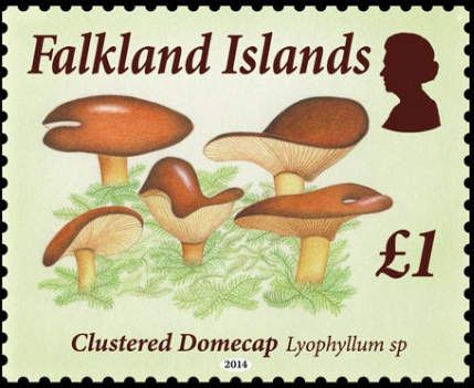 Shaggy Inkcap (Coprinus comatus)