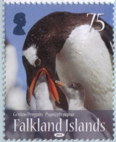 Gentoo Penguin (Pygoscelis papua)