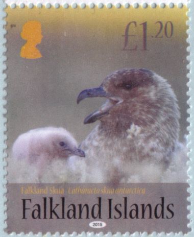 Falkland Skua (Catharacta skua antarctica)