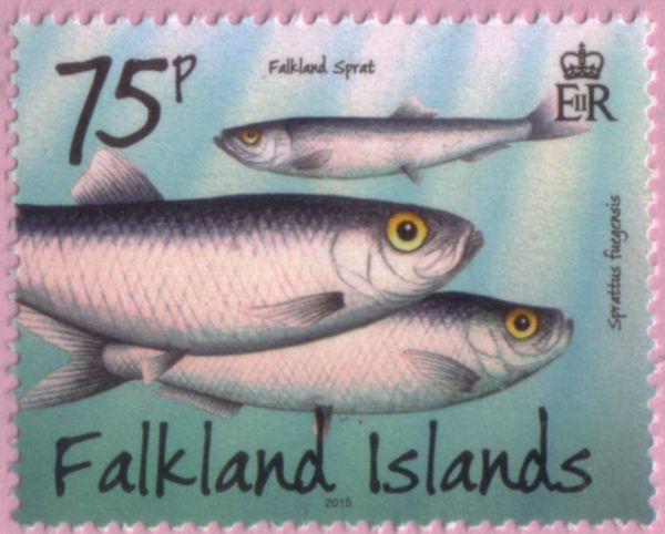 Falkland Sprat (Sprattus fuegensis)