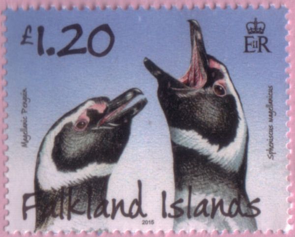 Magellanic Penguin (Spheniscus magellanicus)