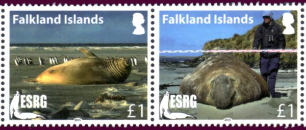Elephant seal