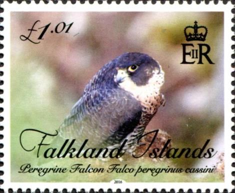 Peregrine Falcon (Falco peregrinus cassini)