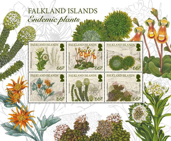 Falkland rock-cress