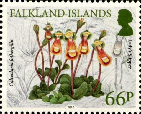 Lady's Slipper (Calceolaria fothergllii)