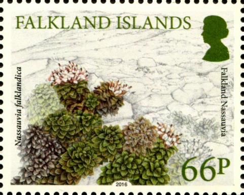 Falkland nassauvia